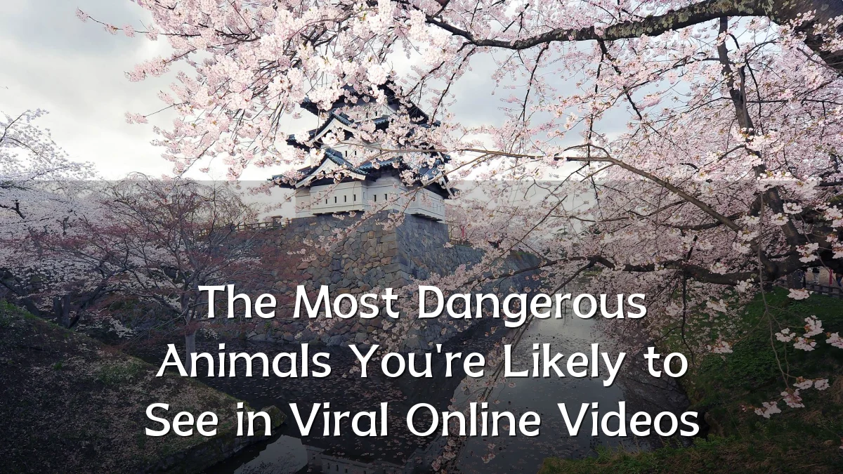 The Most Dangerous Animals You're Likely to See in Viral Online Videos