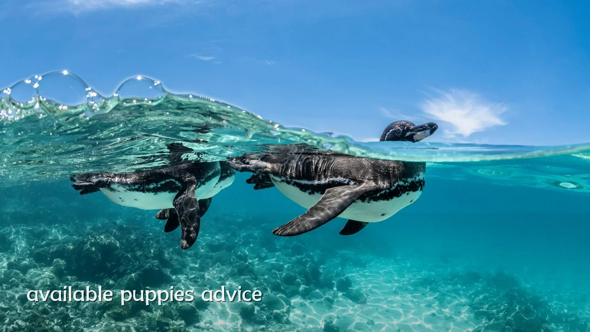 available puppies advice