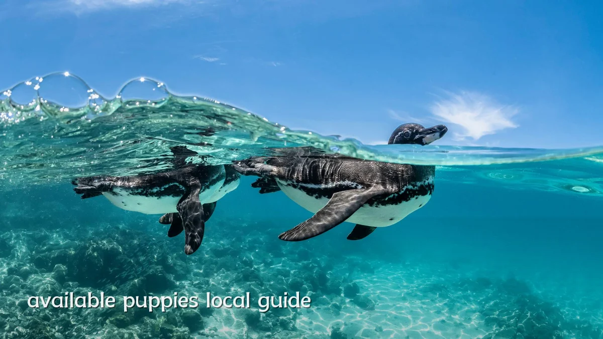 available puppies local guide