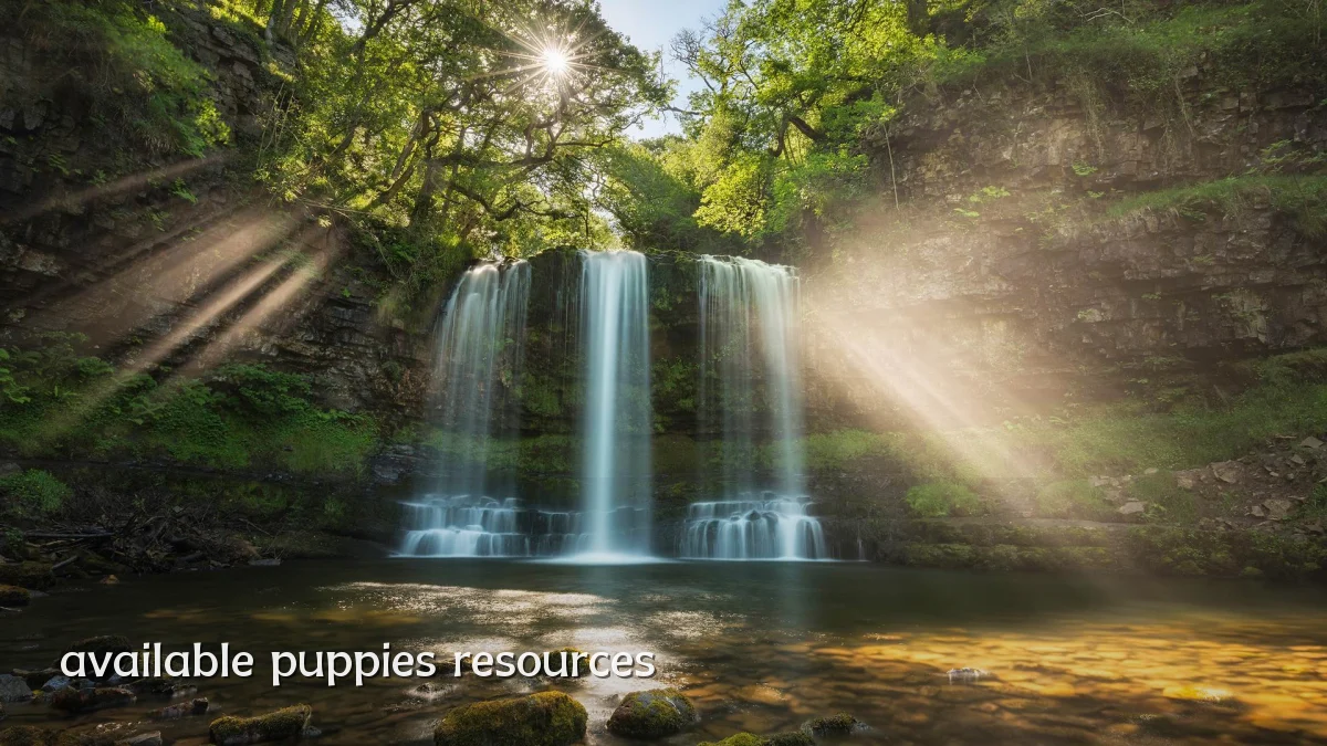 available puppies resources