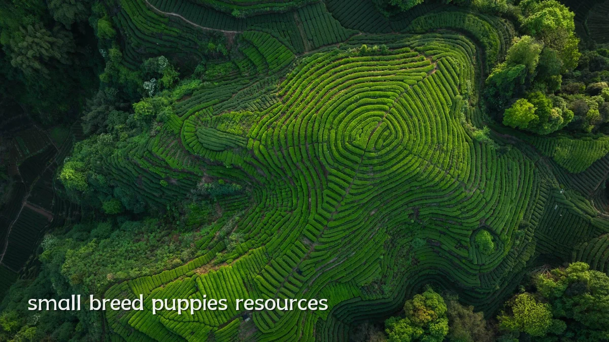 small breed puppies resources