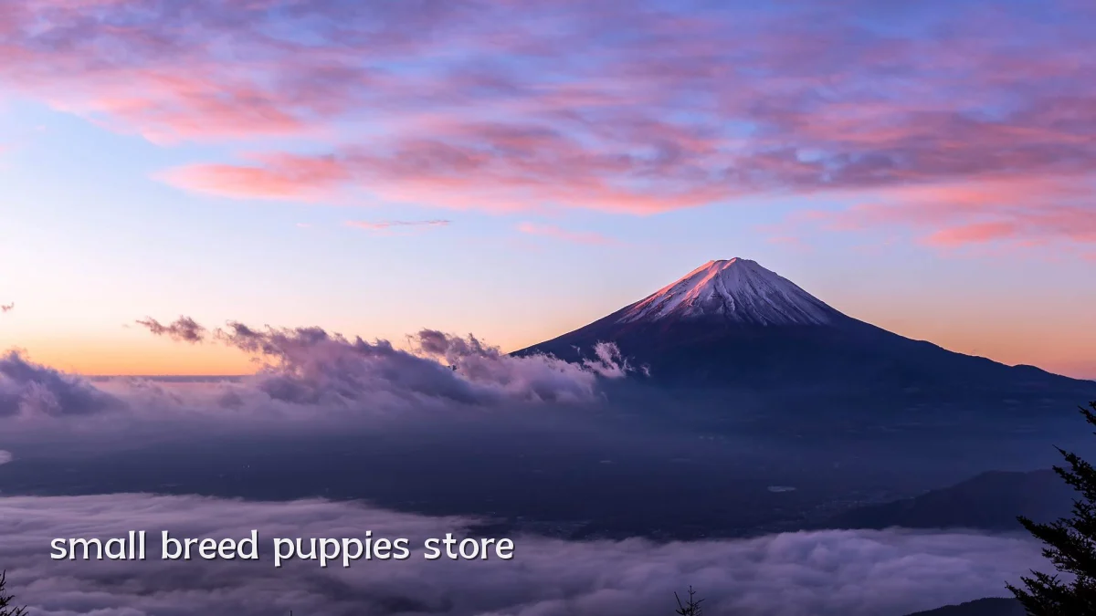 small breed puppies store