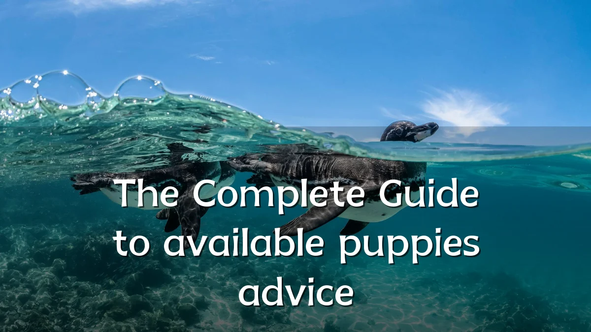 The Complete Guide to available puppies advice