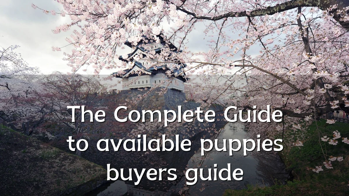 The Complete Guide to available puppies buyers guide