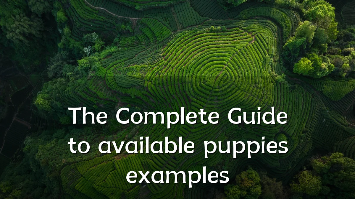 The Complete Guide to available puppies examples