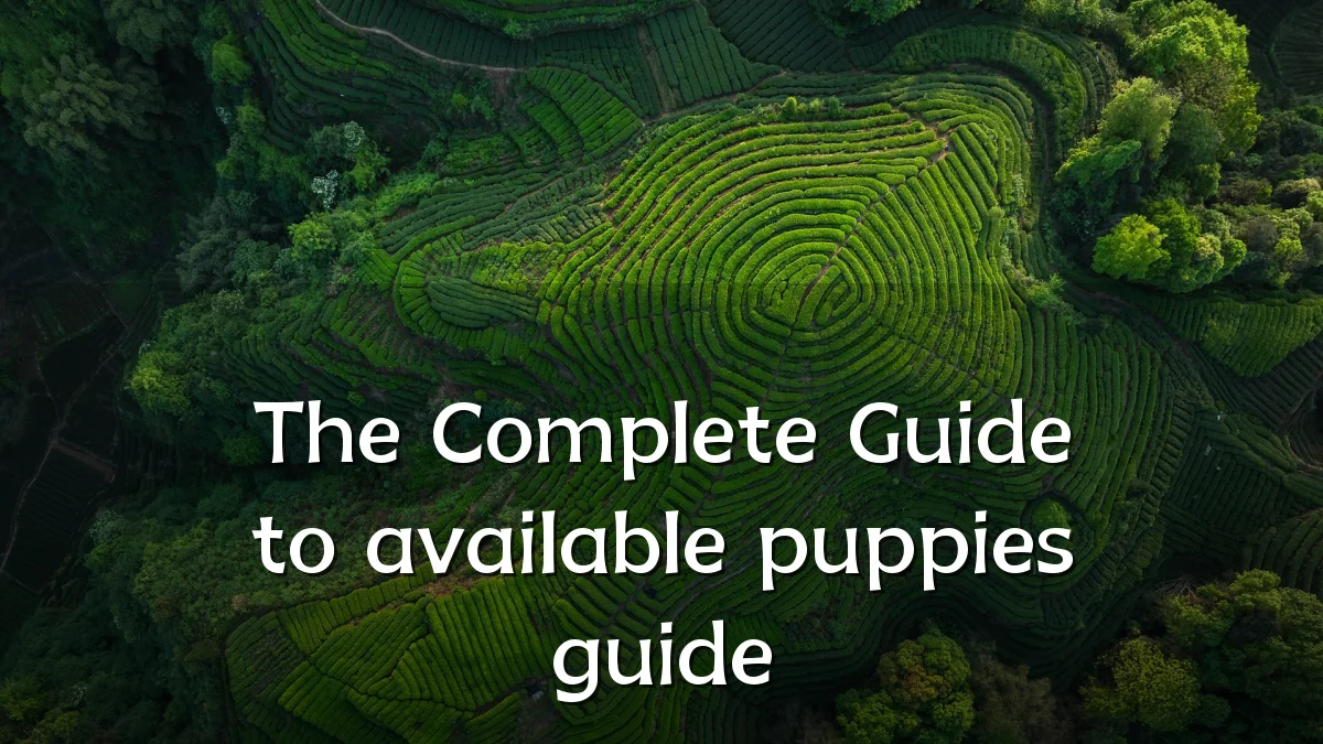 The Complete Guide to available puppies guide