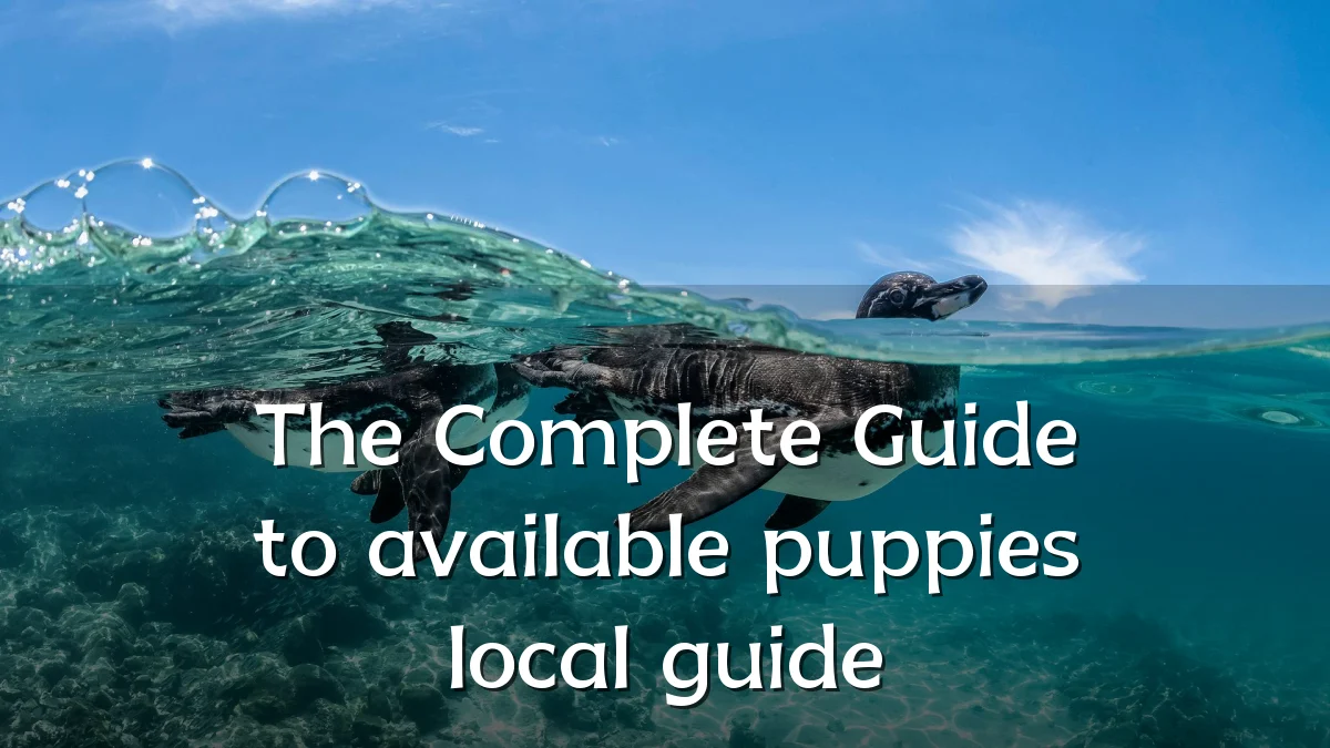 The Complete Guide to available puppies local guide