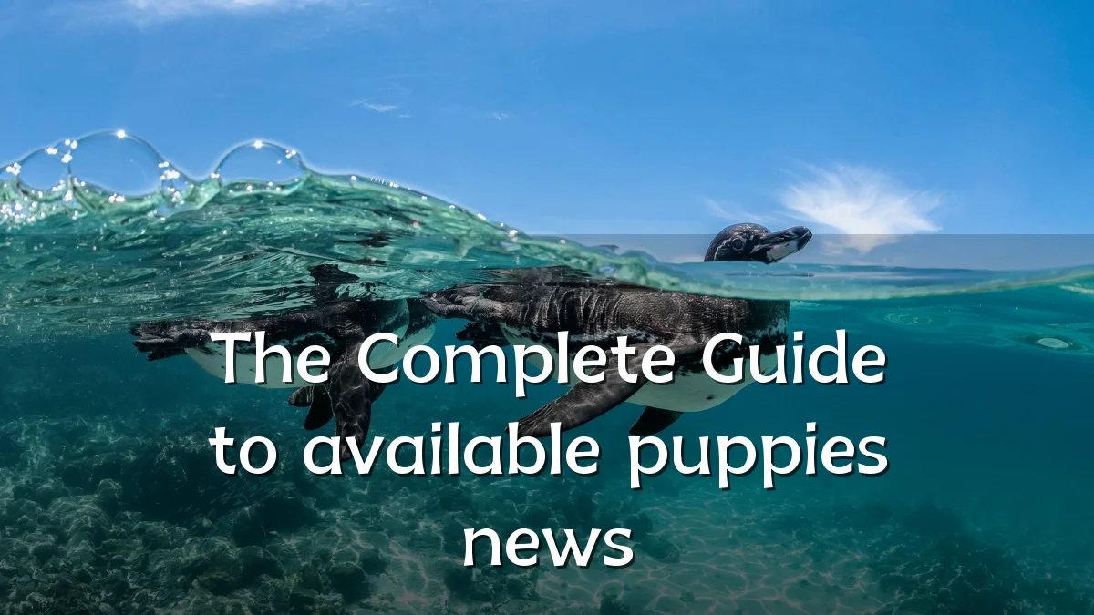 The Complete Guide to available puppies news