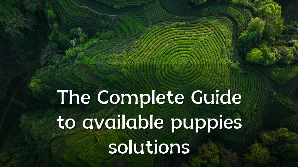 The Complete Guide to available puppies solutions