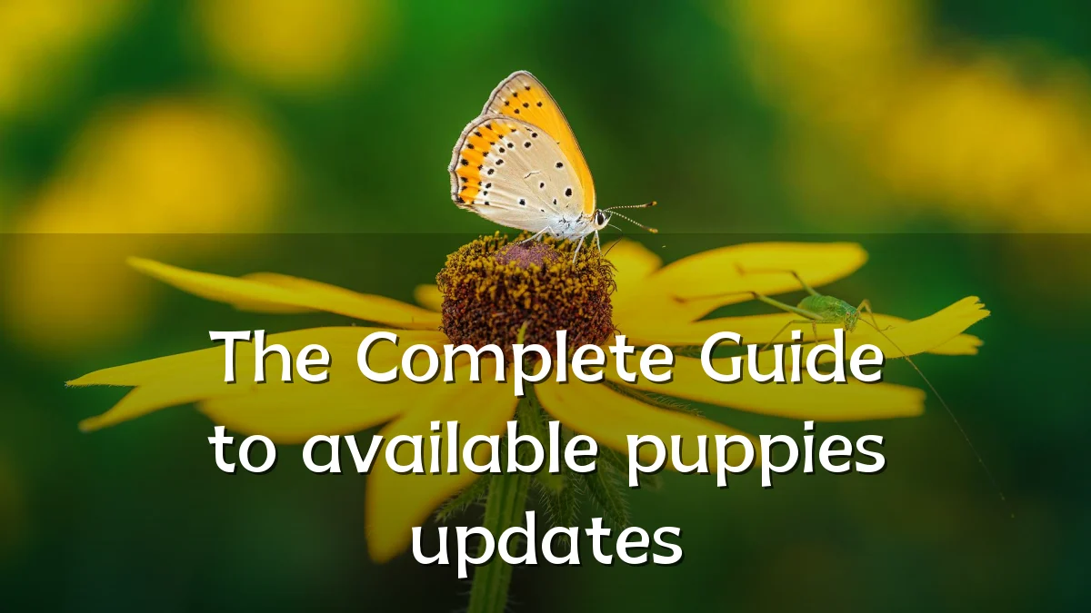 The Complete Guide to available puppies updates