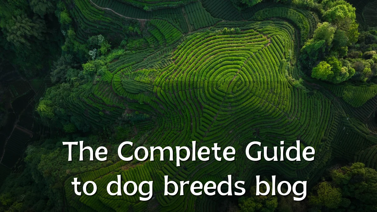The Complete Guide to dog breeds blog