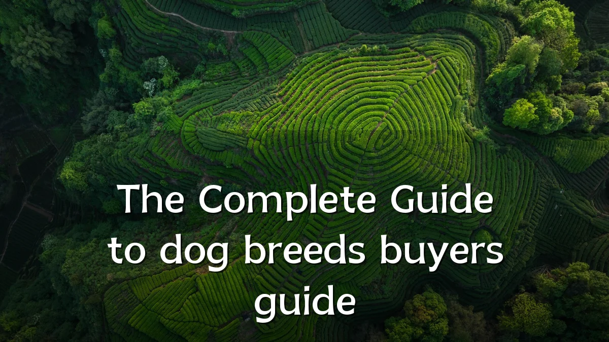 The Complete Guide to dog breeds buyers guide