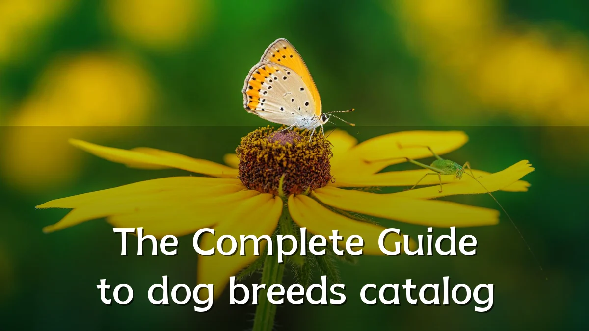 The Complete Guide to dog breeds catalog