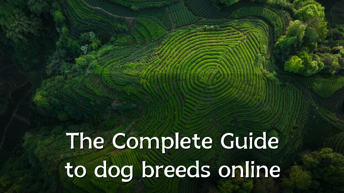 The Complete Guide to dog breeds online