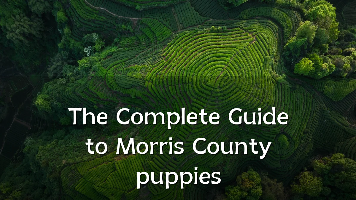 The Complete Guide to Morris County puppies