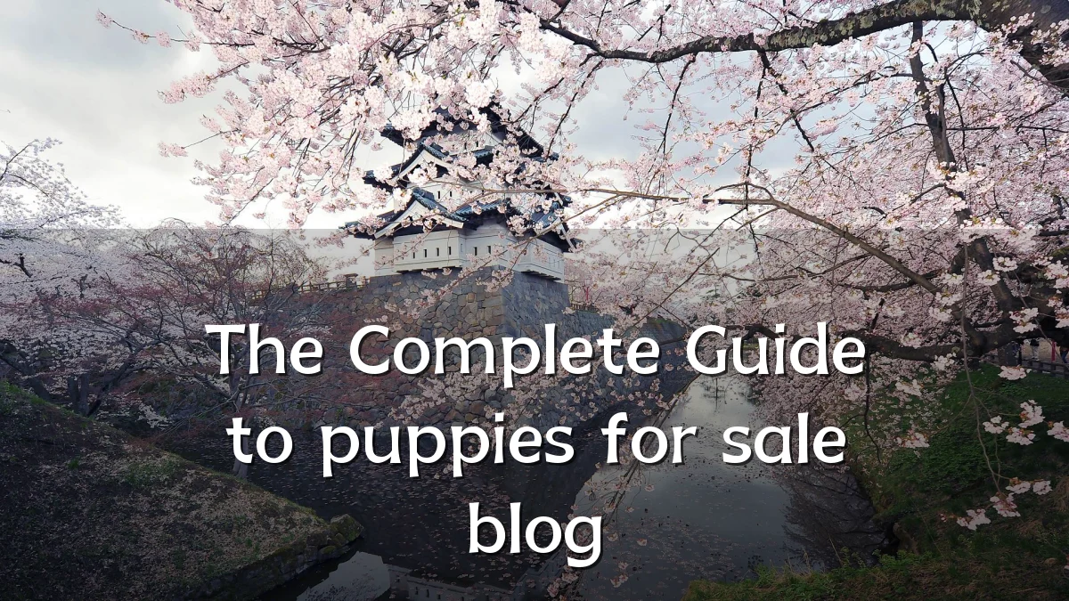 The Complete Guide to puppies for sale blog