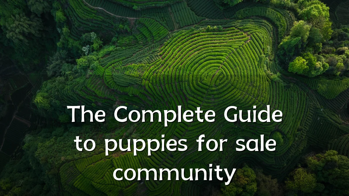 The Complete Guide to puppies for sale community