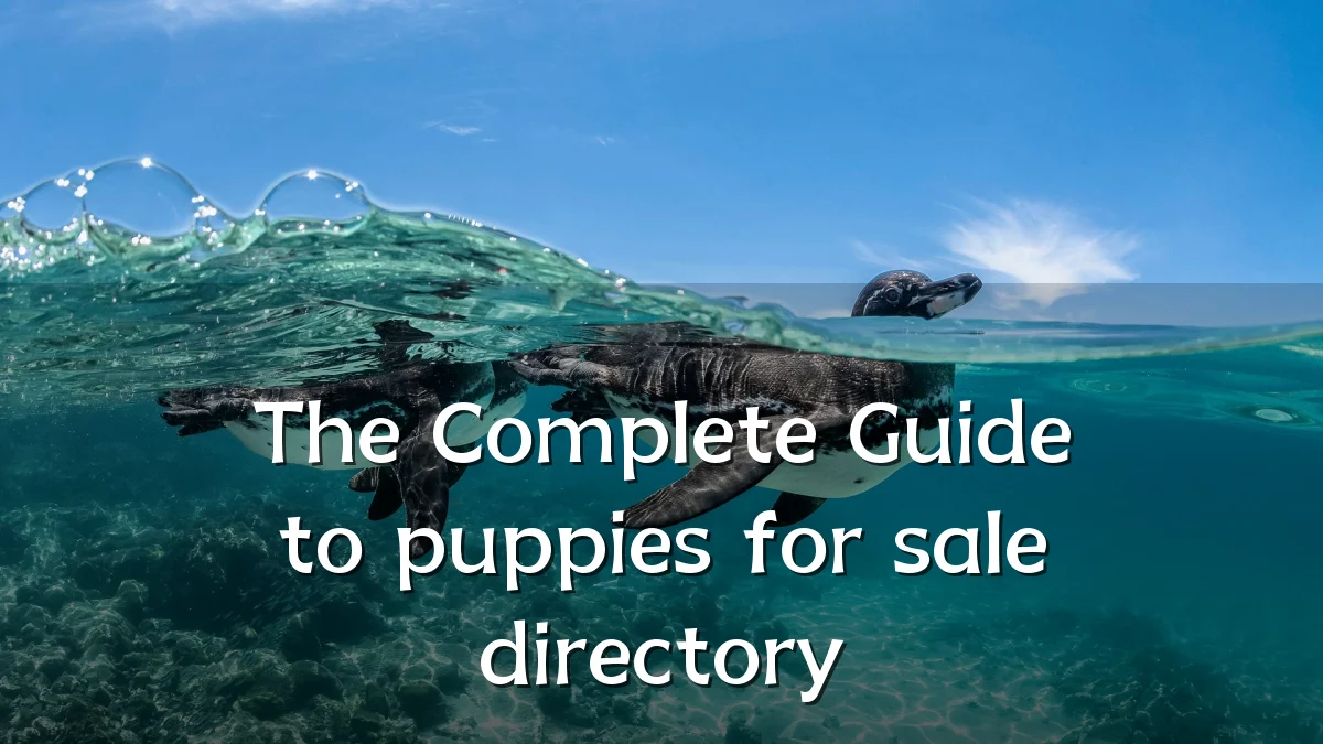 The Complete Guide to puppies for sale directory