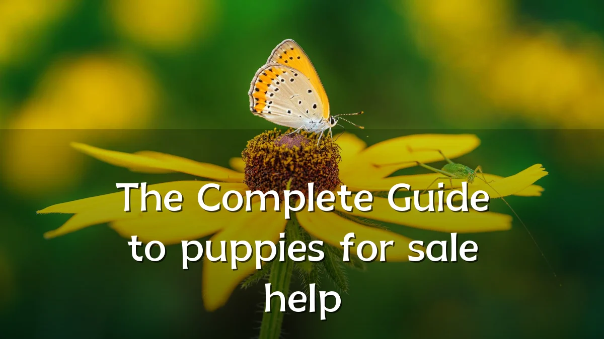The Complete Guide to puppies for sale help