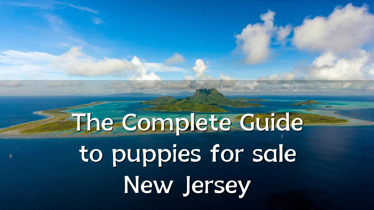 The Complete Guide to puppies for sale New Jersey