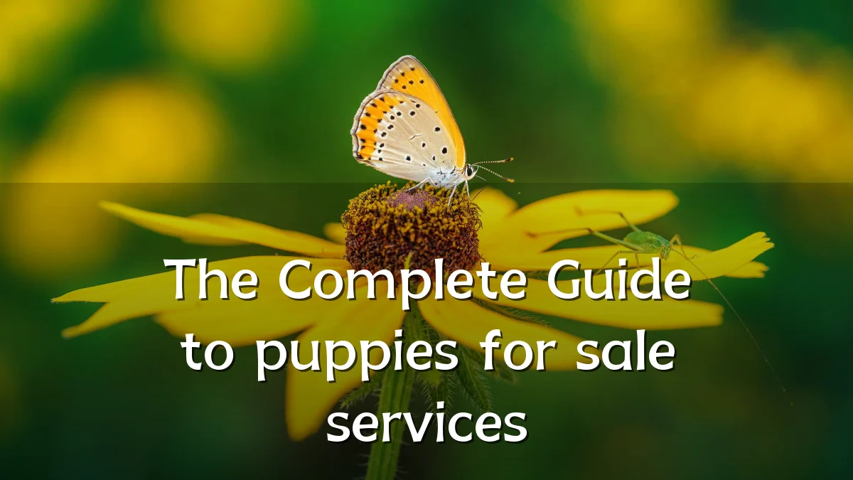 The Complete Guide to puppies for sale services