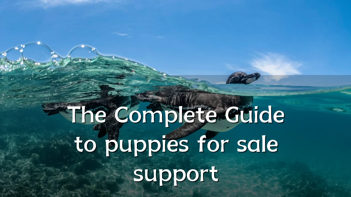 The Complete Guide to puppies for sale support