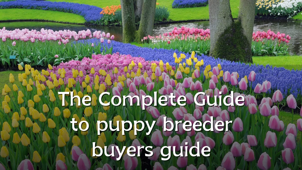 The Complete Guide to puppy breeder buyers guide