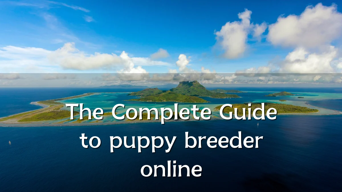 The Complete Guide to puppy breeder online