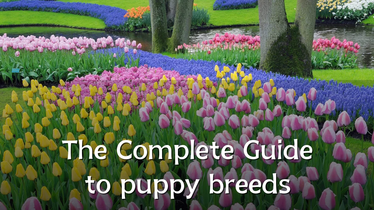 The Complete Guide to puppy breeds