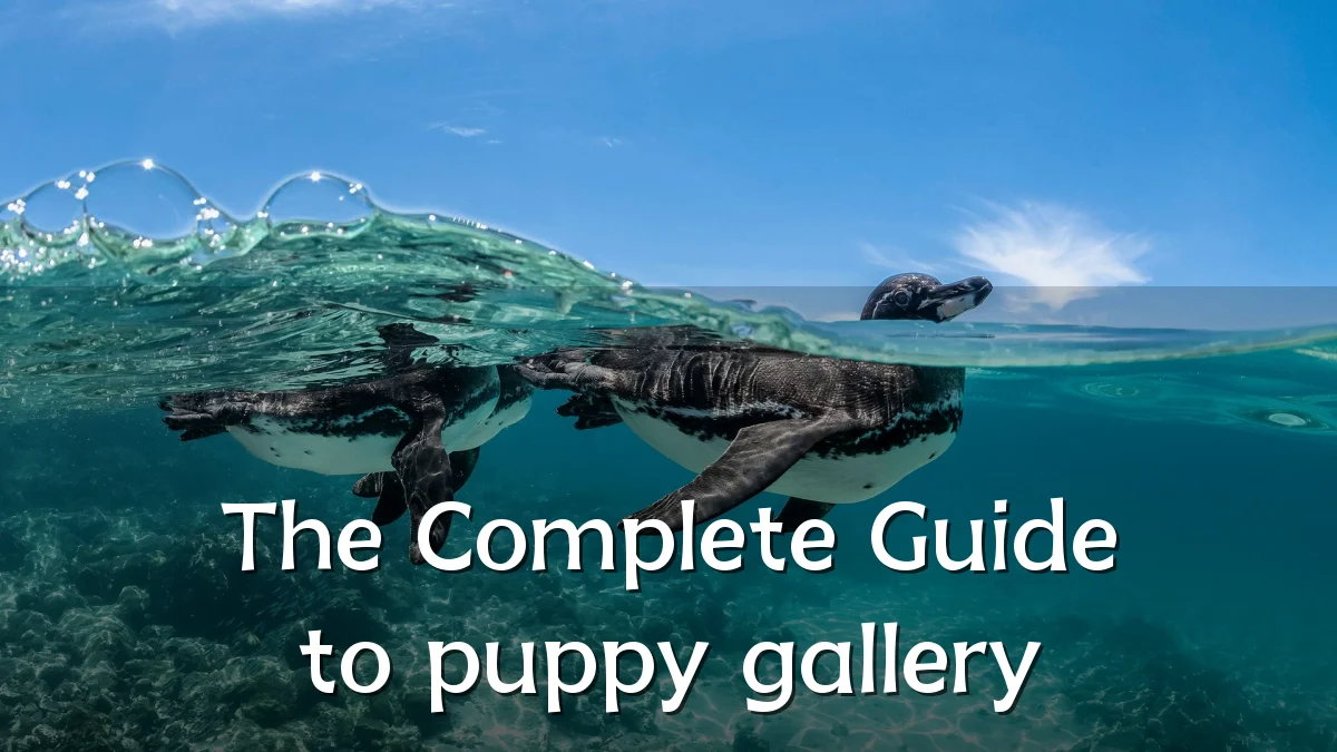 The Complete Guide to puppy gallery