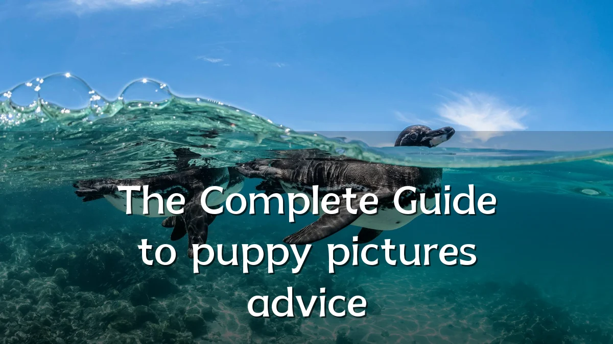 The Complete Guide to puppy pictures advice