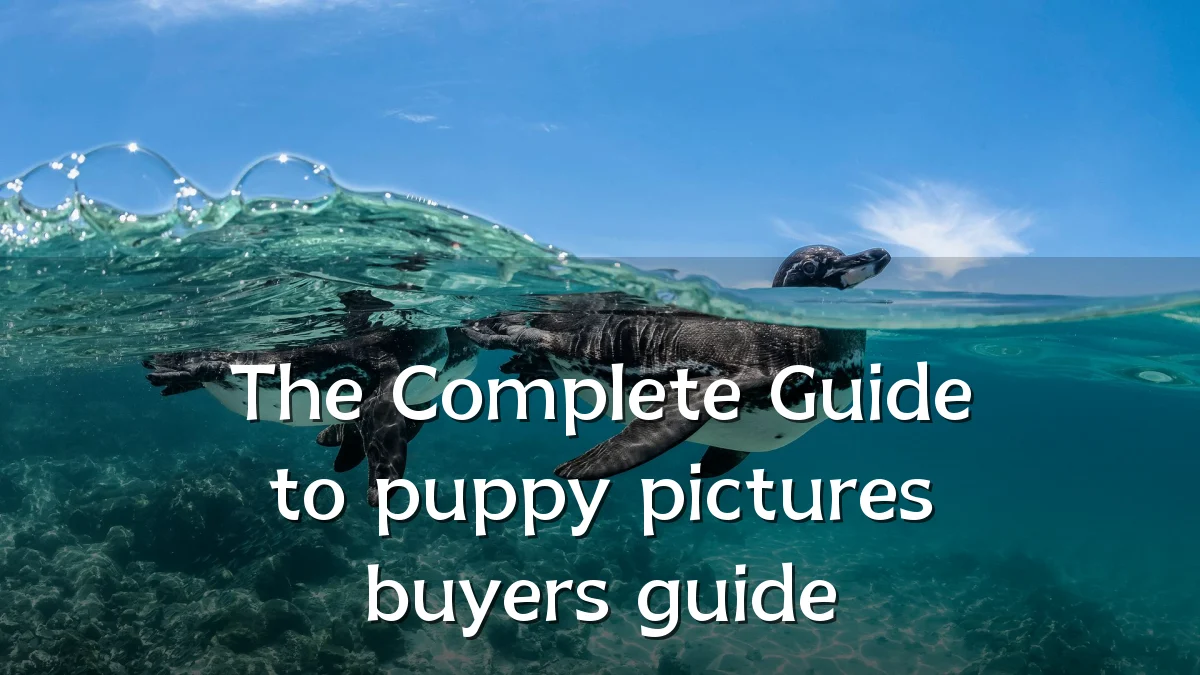 The Complete Guide to puppy pictures buyers guide