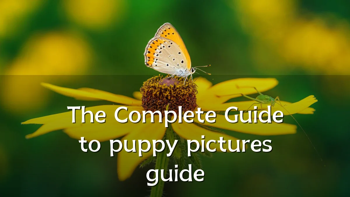 The Complete Guide to puppy pictures guide