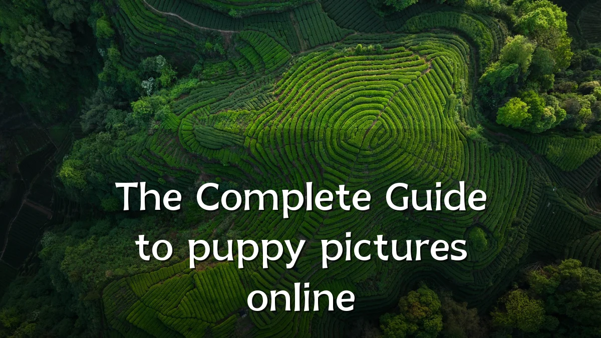 The Complete Guide to puppy pictures online