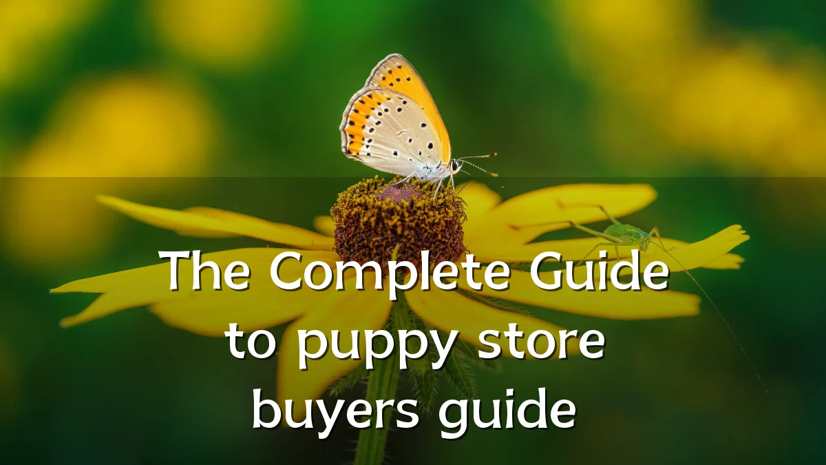 The Complete Guide to puppy store buyers guide