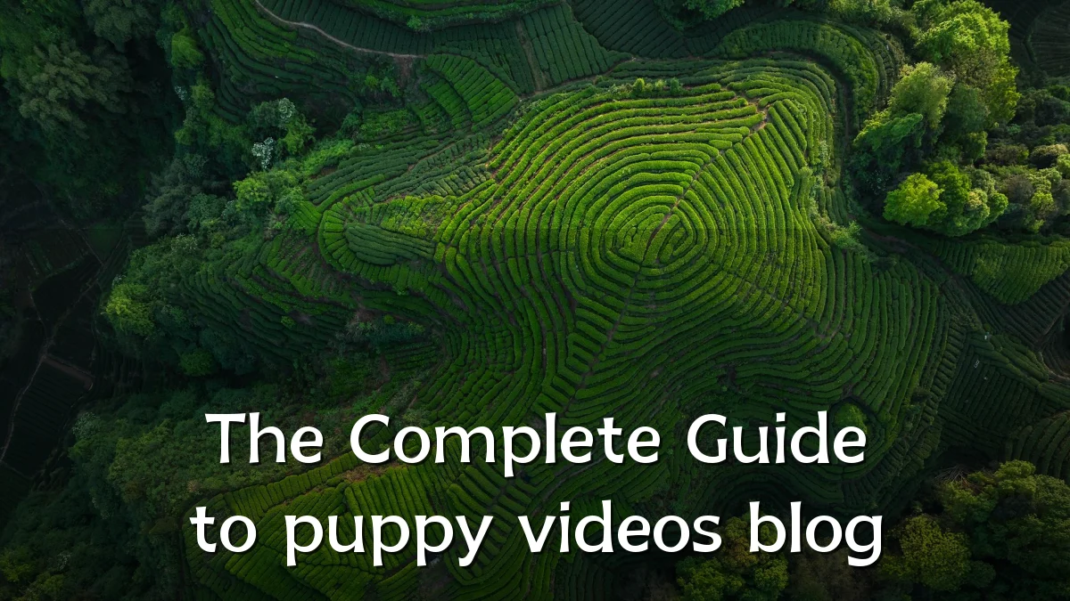 The Complete Guide to puppy videos blog