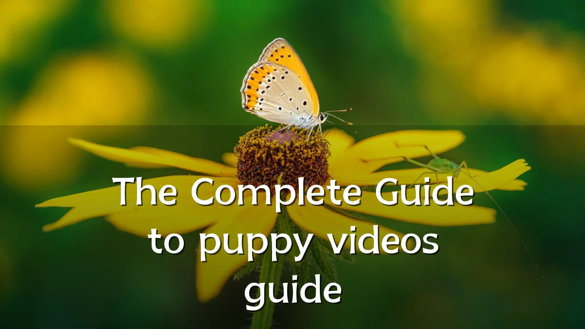 The Complete Guide to puppy videos guide