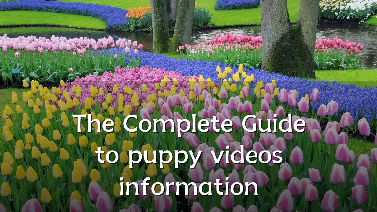 The Complete Guide to puppy videos information