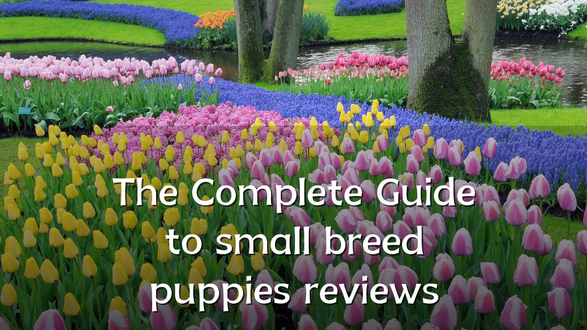 The Complete Guide to small breed puppies reviews