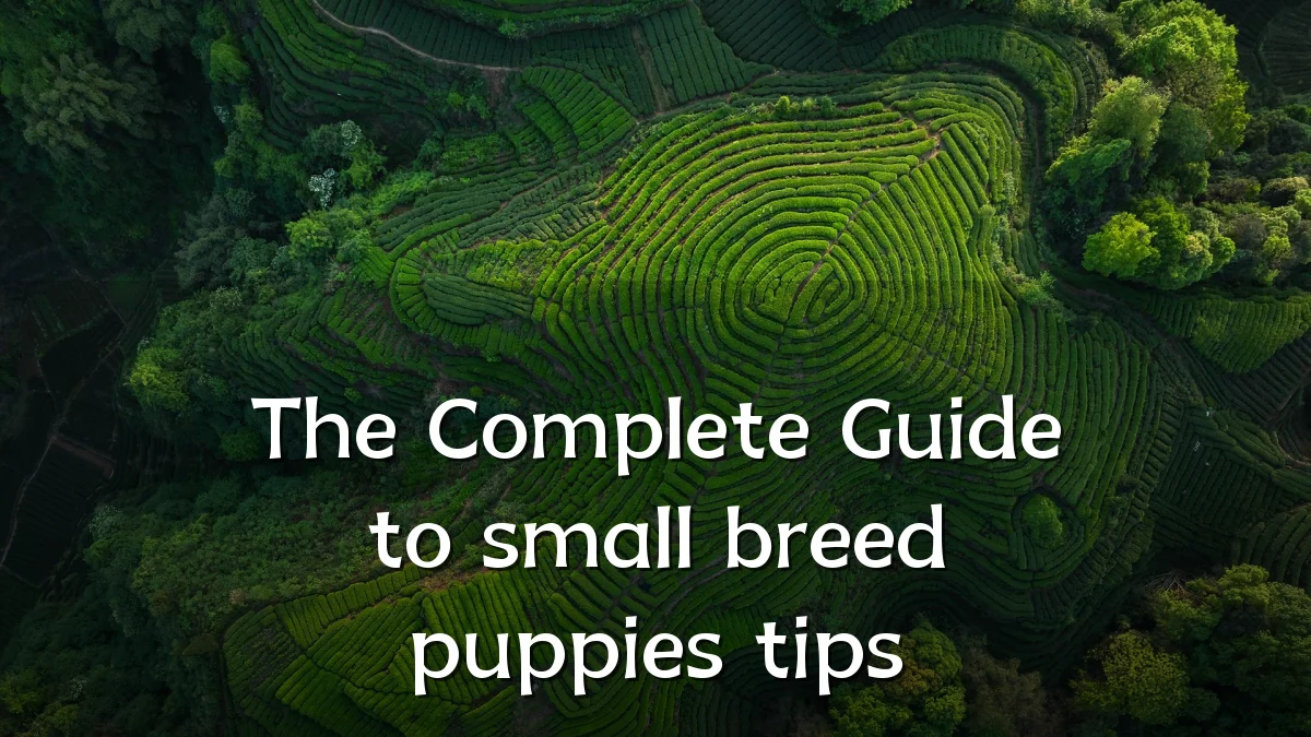 The Complete Guide to small breed puppies tips