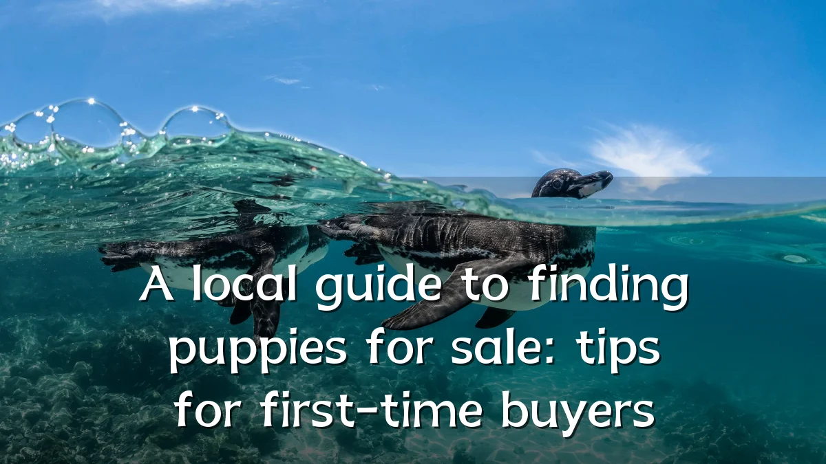 A local guide to finding puppies for sale: tips for first-time buyers
