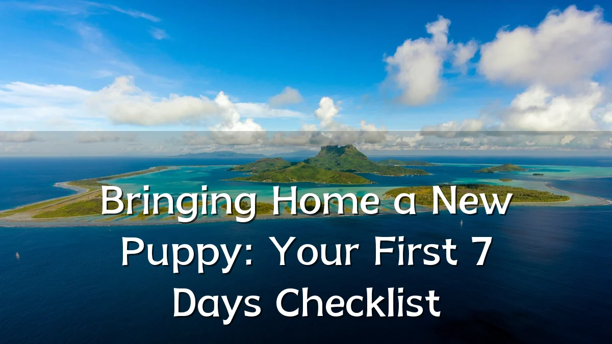 Bringing Home a New Puppy: Your First 7 Days Checklist