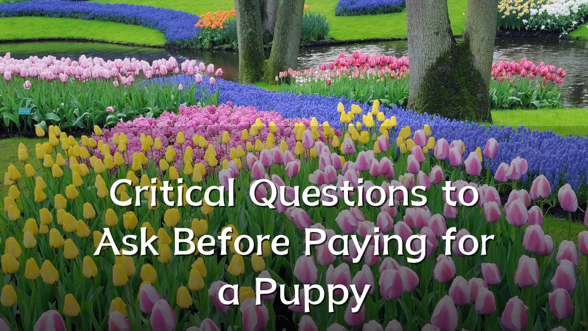 Critical Questions to Ask Before Paying for a Puppy