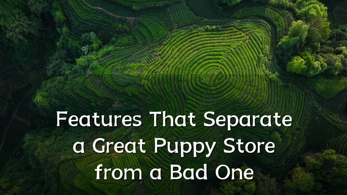Features That Separate a Great Puppy Store from a Bad One