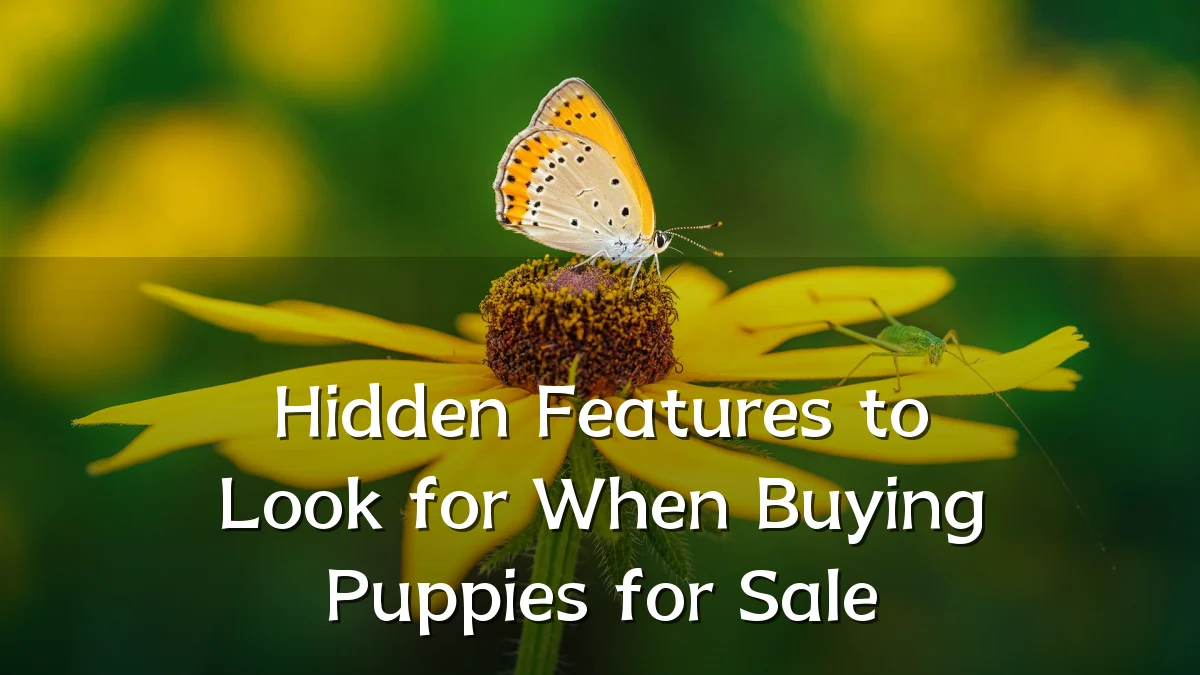 Hidden Features to Look for When Buying Puppies for Sale