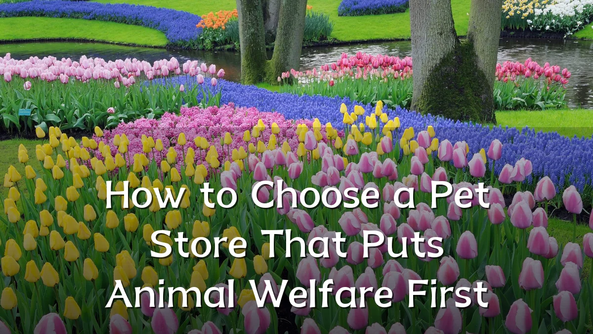 How to Choose a Pet Store That Puts Animal Welfare First