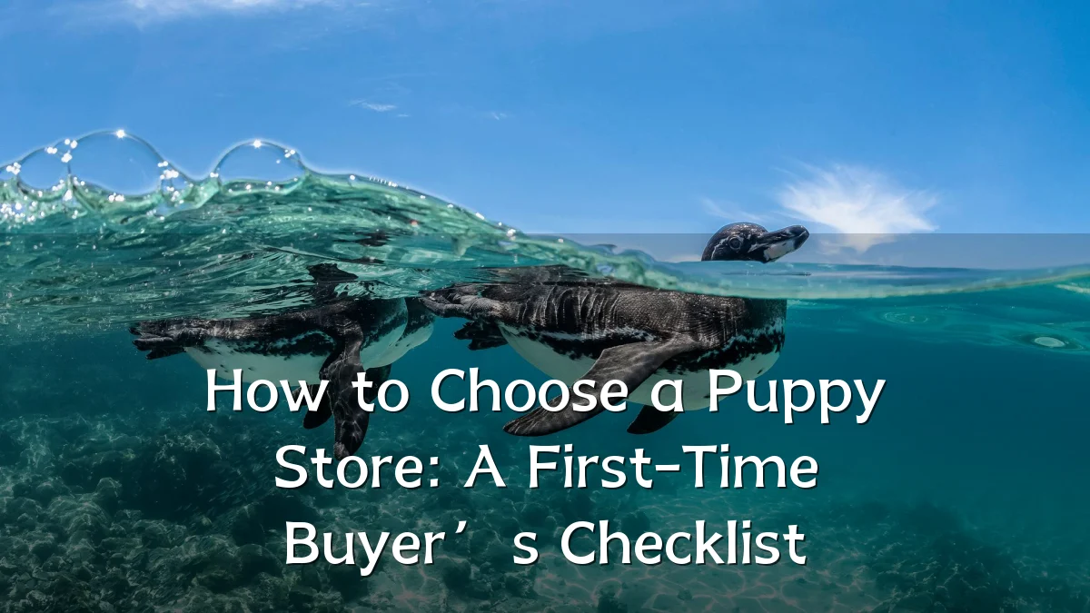 How to Choose a Puppy Store: A First-Time Buyer’s Checklist