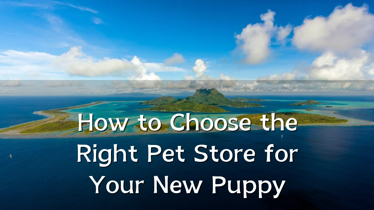 How to Choose the Right Pet Store for Your New Puppy