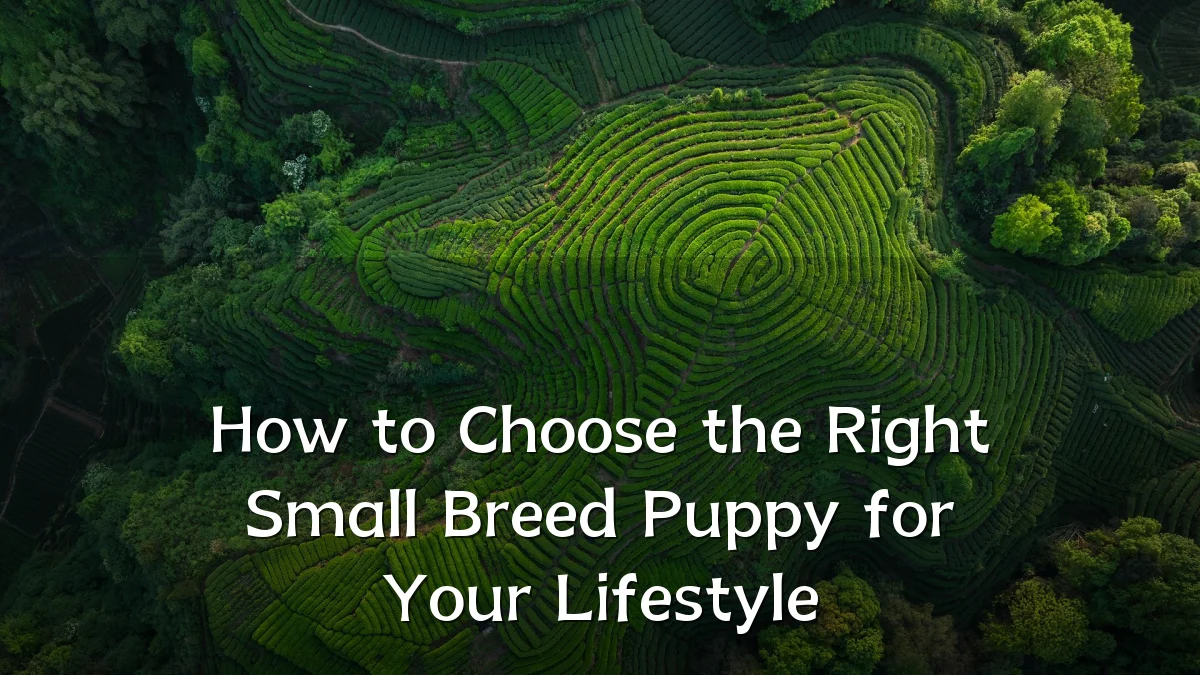 How to Choose the Right Small Breed Puppy for Your Lifestyle