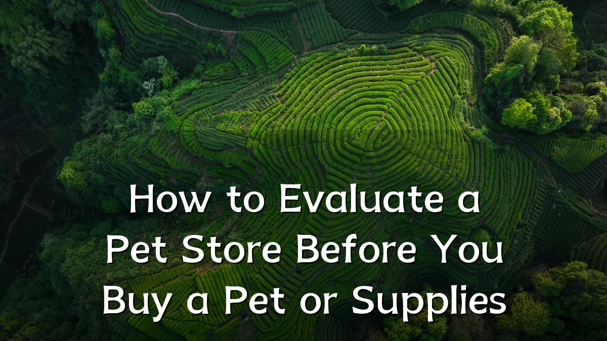How to Evaluate a Pet Store Before You Buy a Pet or Supplies
